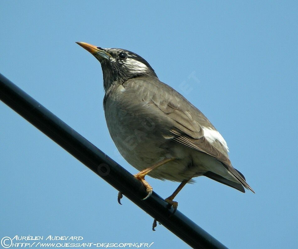 Étourneau gris, identification