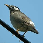 White-cheeked Starling