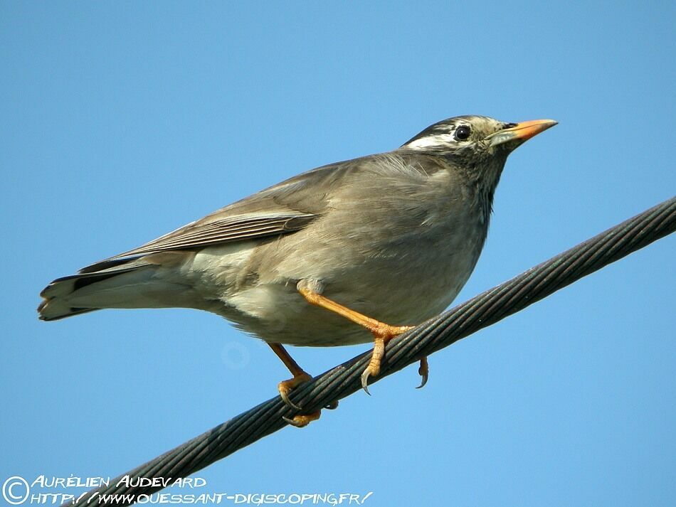 White-cheeked Starling