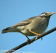 White-cheeked Starling