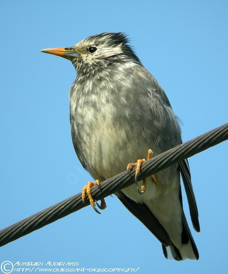 White-cheeked Starlingadult breeding, identification