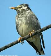 White-cheeked Starling