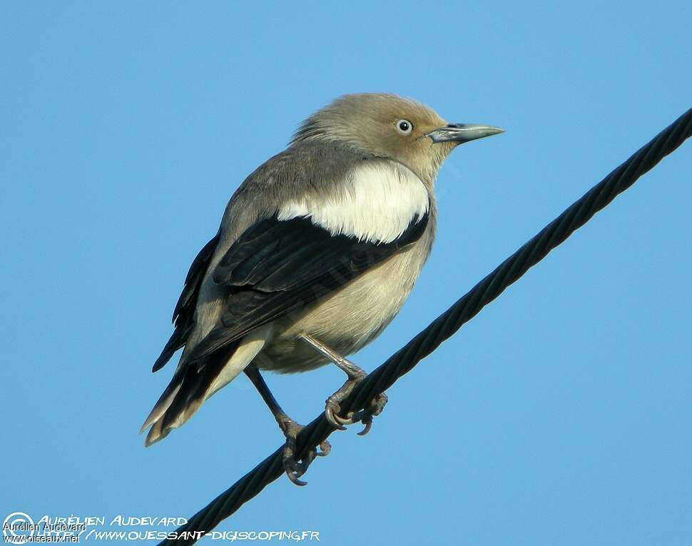 White-shouldered Starling male adult breeding, identification