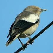 White-shouldered Starling