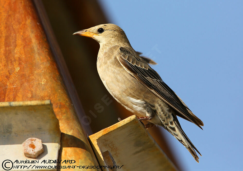 Rosy Starling