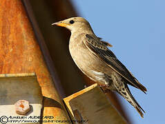 Rosy Starling