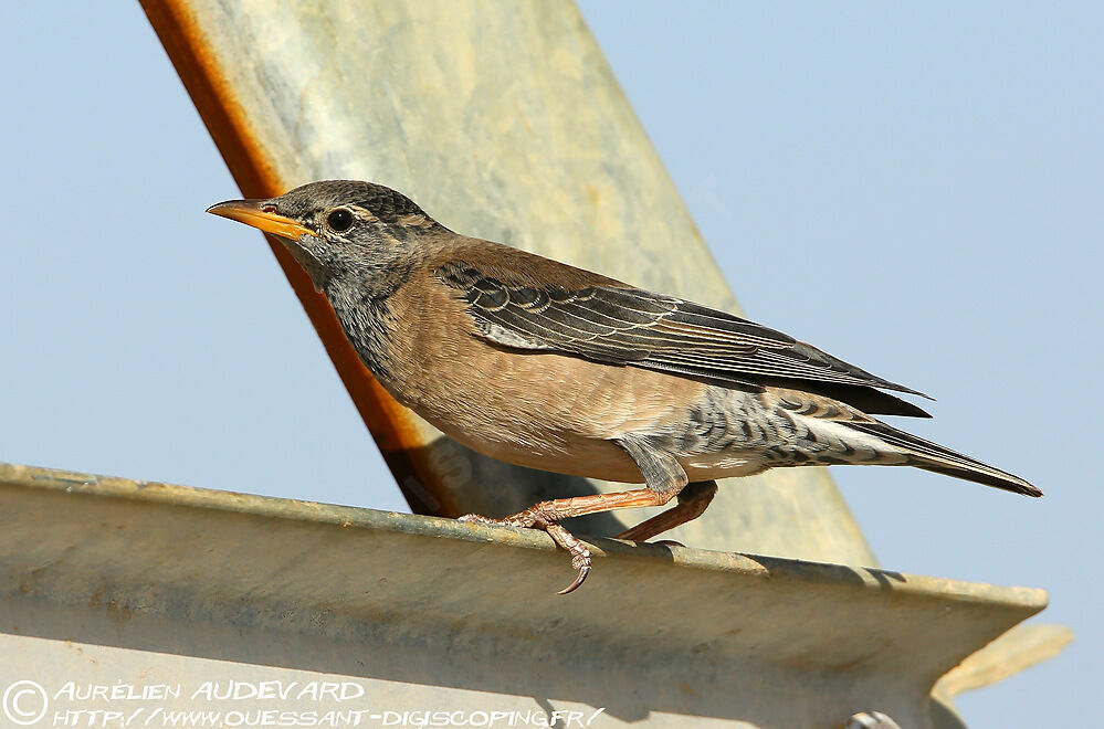 Rosy Starling