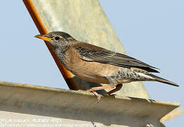 Rosy Starling