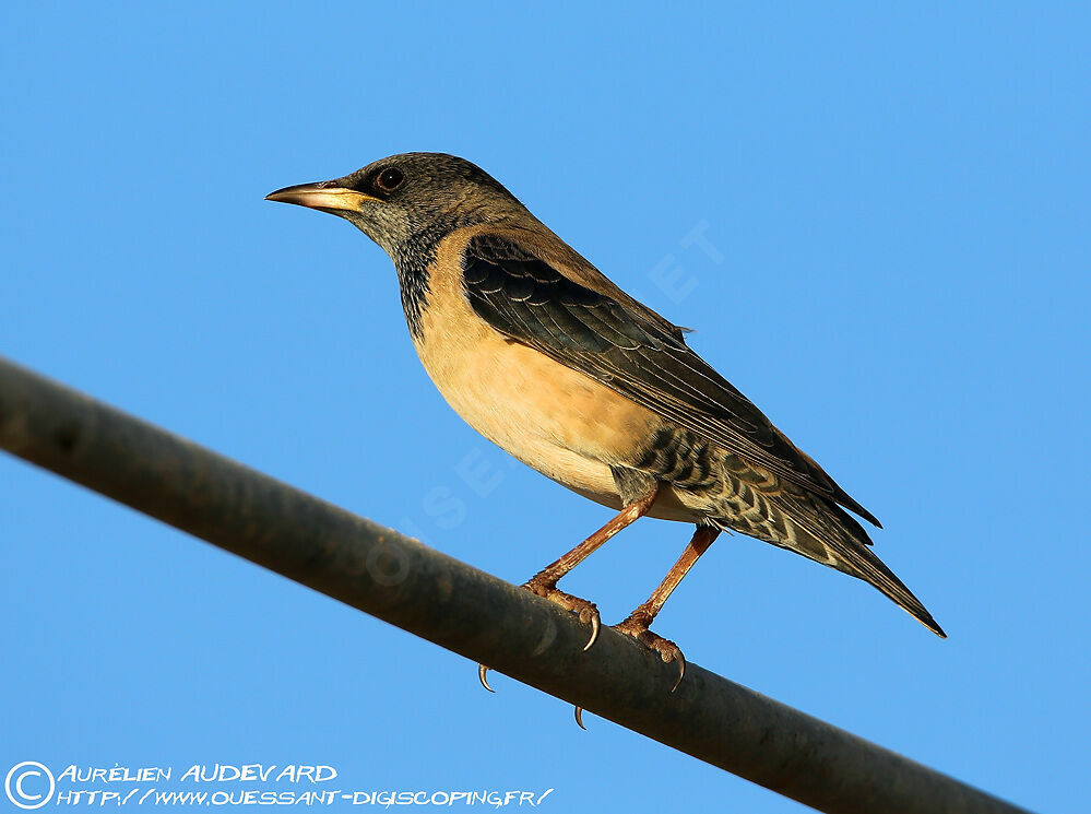 Rosy Starling