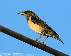 Rosy Starling