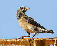 Rosy Starling