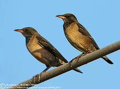 Rosy Starling