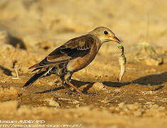 Rosy Starling