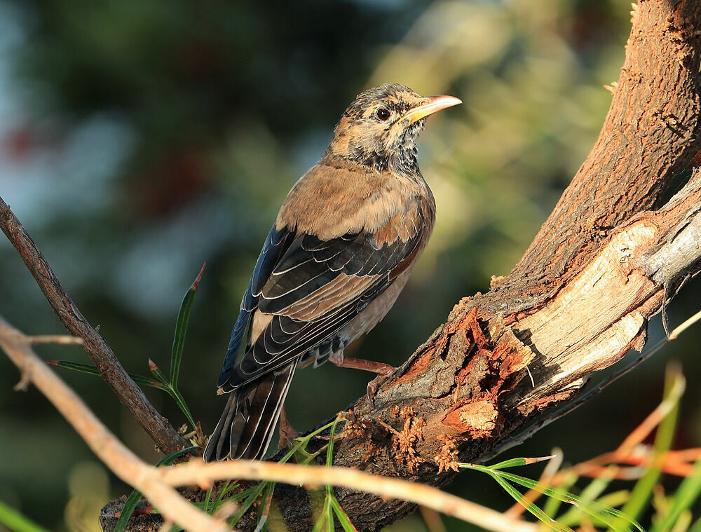 Rosy Starling