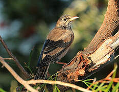 Rosy Starling