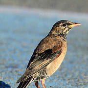 Rosy Starling