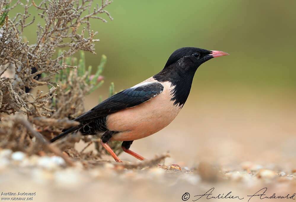 Rosy Starling male adult transition, identification