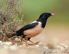 Rosy Starling