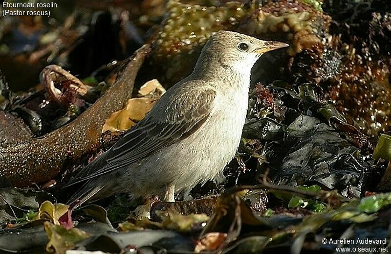 Rosy Starling