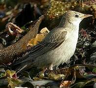 Rosy Starling