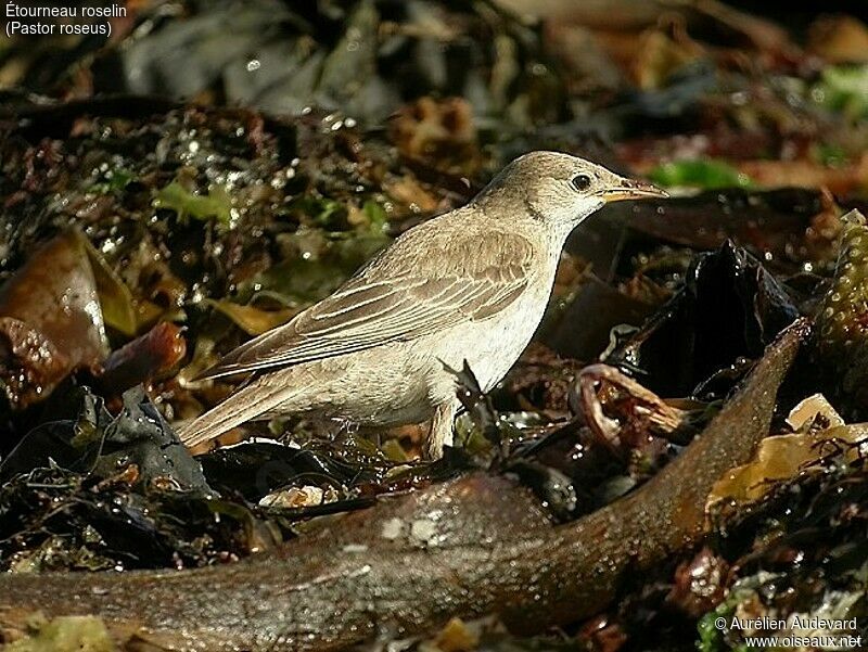 Rosy Starling