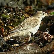 Rosy Starling