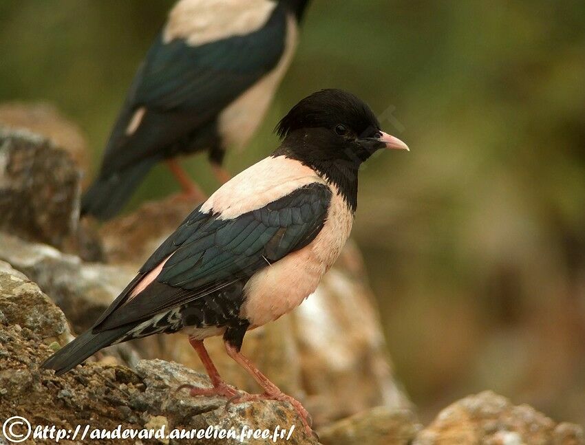 Rosy Starling