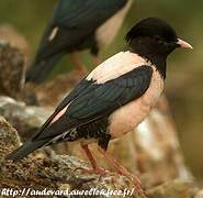 Rosy Starling