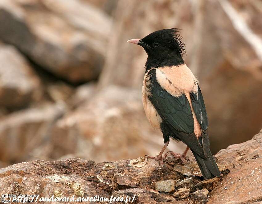 Rosy Starling male adult breeding, identification