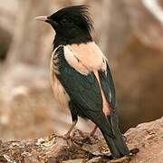 Rosy Starling