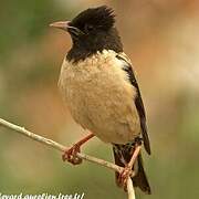 Rosy Starling