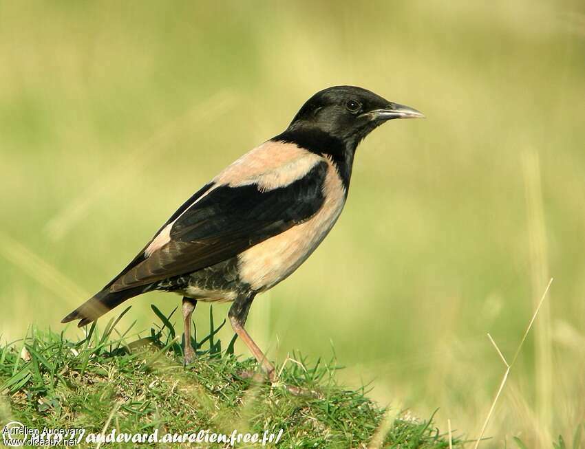 Rosy Starling