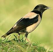 Rosy Starling