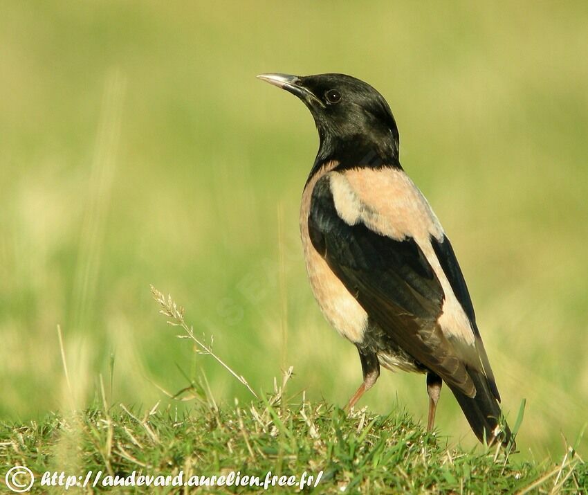 Rosy Starling