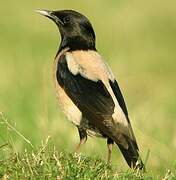 Rosy Starling