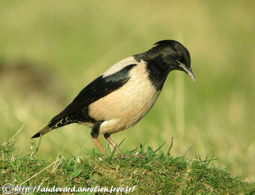 Rosy Starling female adult breeding, identification