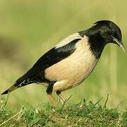 Rosy Starling