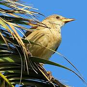 Rosy Starling