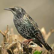 Common Starling