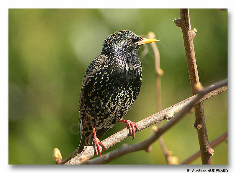 Common Starling