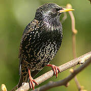 Common Starling