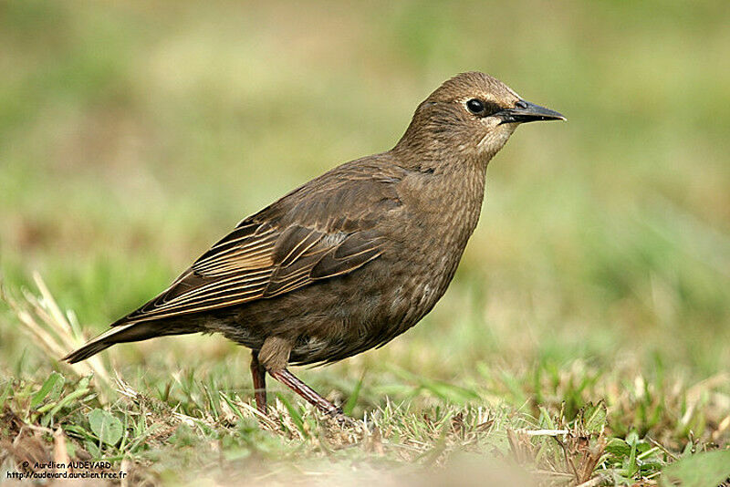 Common Starling