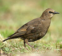 Common Starling