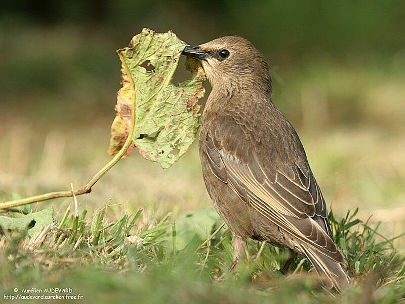 Common Starling