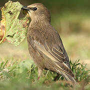 Common Starling