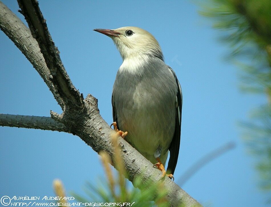 Red-billed Starling