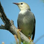 Red-billed Starling