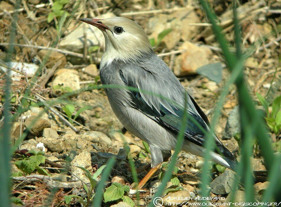 Red-billed Starling, identification