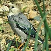 Red-billed Starling