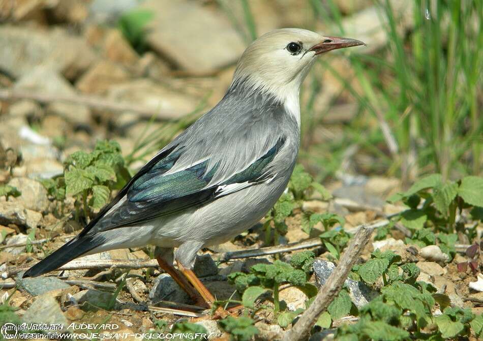 Red-billed Starling male adult breeding, identification